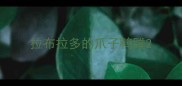 拉布拉多的爪子鸭蹼