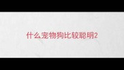 什么宠物狗比较聪明