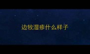 边牧湿疹什么样子