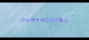 边牧两个月咬人不撒口