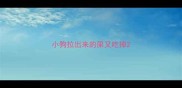 小狗拉出来的屎又吃掉
