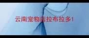 云南宠物店拉布拉多