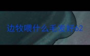 边牧喂什么毛发好6