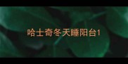 哈士奇冬天睡阳台