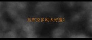 拉布拉多幼犬好瘦