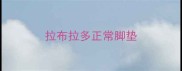 拉布拉多正常脚垫