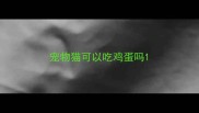 宠物猫可以吃鸡蛋吗