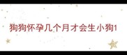 狗狗怀孕几个月才会生小狗
