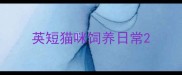 英短猫咪饲养日常