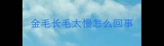 金毛长毛太慢怎么回事
