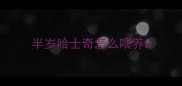 半岁哈士奇怎么喂养
