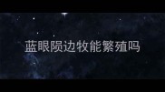 蓝眼陨边牧能繁殖吗