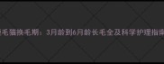 短毛猫换毛期3月龄到6月龄长毛全及科学护理指南