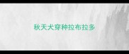秋天犬穿种拉布拉多