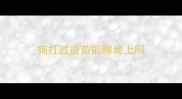 狗打过疫苗能睡地上吗