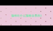 猫咪吃什么猫粮容易胖