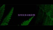 拉布拉多训练卧倒
