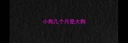 小狗几个月是大狗