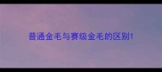 普通金毛与赛级金毛的区别