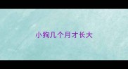 小狗几个月才长大