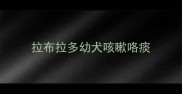 拉布拉多幼犬咳嗽咯痰