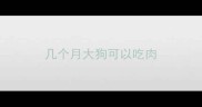 几个月大狗可以吃肉