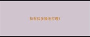 拉布拉多换毛打理
