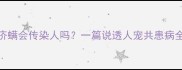 狗狗疥螨会传染人吗一篇说透人宠共患病全攻略