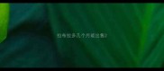 拉布拉多几个月能出售