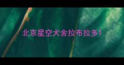 北京星空犬舍拉布拉多