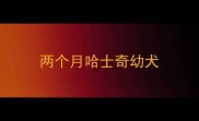 两个月哈士奇幼犬