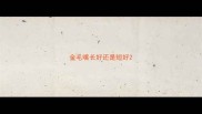金毛嘴长好还是短好