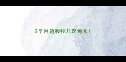 2个月边牧拉几次每天