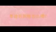 泰迪的狗粮怎么喂
