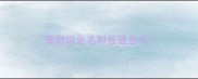 宠物级金毛和普通金毛
