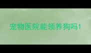 宠物医院能领养狗吗