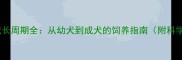 金毛犬成长周期全从幼犬到成犬的饲养指南附科学喂养表