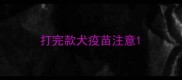 打完款犬疫苗注意