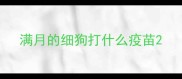 满月的细狗打什么疫苗