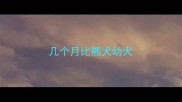 几个月比熊犬幼犬