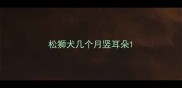 松狮犬几个月竖耳朵