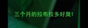 三个月的拉布拉多好臭