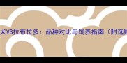 魏玛寻回犬VS拉布拉多品种对比与饲养指南附选购建议