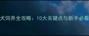 拉布拉多犬饲养全攻略10大关键点与新手必看注意事项