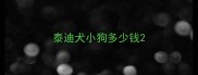 泰迪犬小狗多少钱
