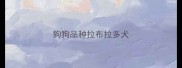 狗狗品种拉布拉多犬