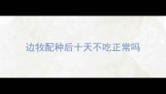边牧配种后十天不吃正常吗
