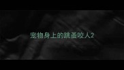 宠物身上的跳蚤咬人