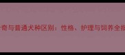 哈士奇与普通犬种区别性格护理与饲养全指南