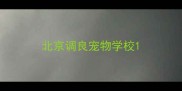 北京调良宠物学校